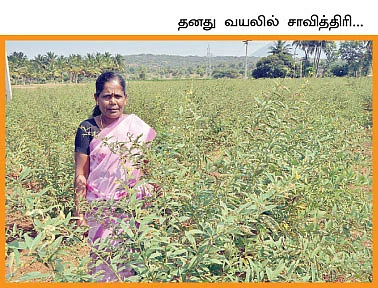 வறட்சியிலும் வளமான மகசூல்...நம்பிக்கை கொடுத்த நடவு துவரை...