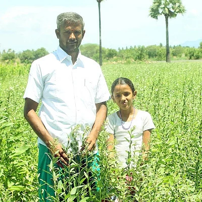 ஒரு ஏக்கர்... 90 நாள்... 64,000 ரூபாய்... குறைந்த செலவில், கொழிக்கும் எள்!