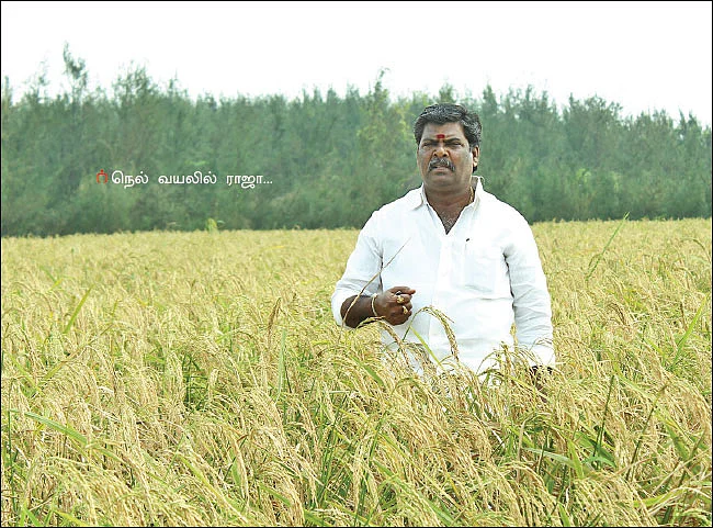 ஆத்தூர் கிச்சிலிச் சம்பாவில் அசத்தல் லாபம்!