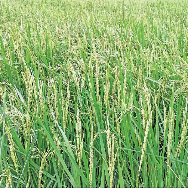 இன்னொரு சதுரங்க வேட்டையா? - உஷார்... உஷார்!