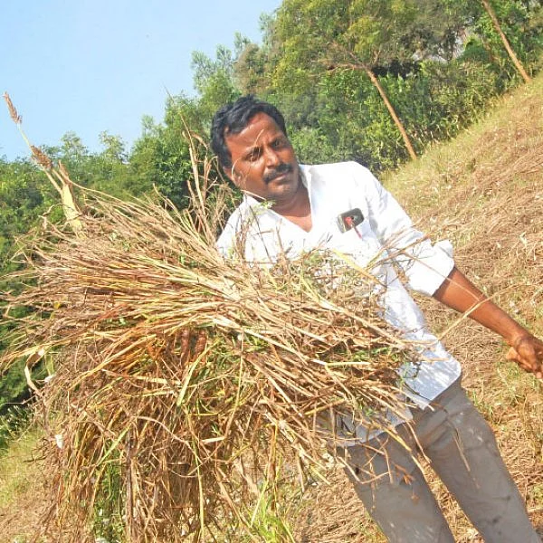 மானாவாரியில் விளைந்த வரகு! - பள்ளி ஆசிரியரின் இயற்கைச் சாகுபடி!