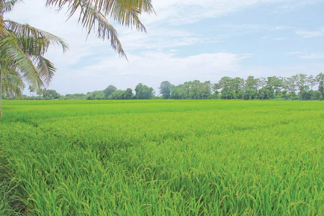அதிக மகசூல் தரும் மானாவாரி ரகங்கள்...