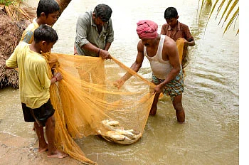 நீங்கள் கேட்டவை : மீன்களுக்கு அரிசிச் சோறு கொடுக்கலாமா?