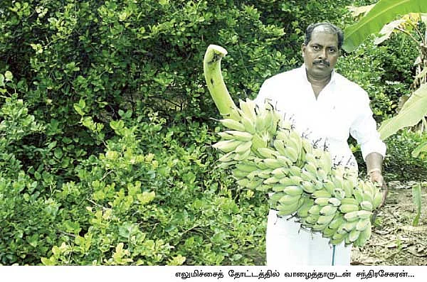 ஏற்றம் தரும் எலுமிச்சை...வாரிக்கொடுக்கும் வாழை !