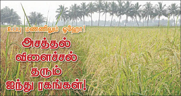 உப்பு மண்ணிலும் ஓஹோ !