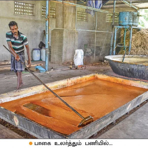 Substantial return of ₹1,75,000 per acre from jaggery production in the farm itself..!