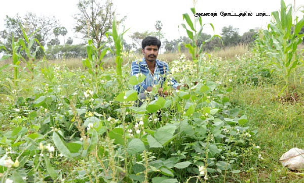 வெண்டை, கீரை, அவரை, மிளகாய்... 3மாதம் 90 ஆயிரம்...