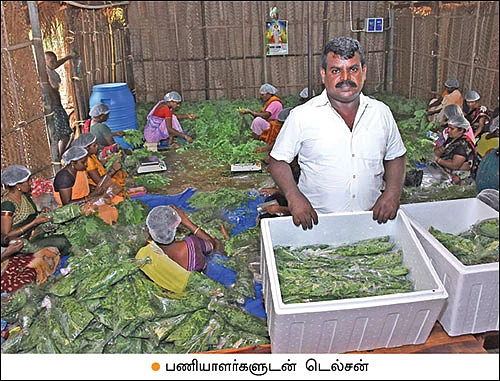 முத்தான வருமானம் தரும் முருங்கை இலை! - மாதம் ரூ 1,30,000 திருநெல்வேலியிலிருந்து துபாய்க்கு...