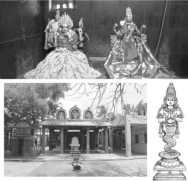 ராகு தோஷம் போக்கும் ஸ்ரீகோலவிழி அம்மன்!