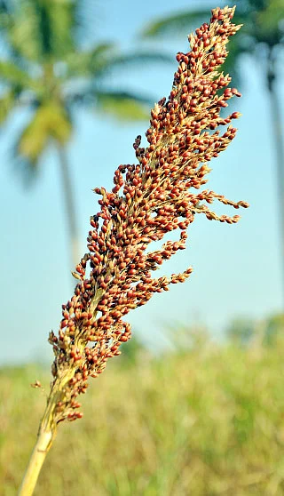 நீங்கள் கேட்டவை: விளைச்சலைக் கூட்டும் அரப்பு மோர் கரைசல்!