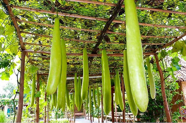 தாய்ப்பால் சுரக்கவைக்கும் சுரைக்காய்!