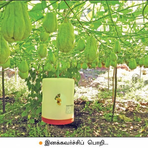 Astounding Income from Chow Chow Cultivation... 1.50 lacs from One Acre!