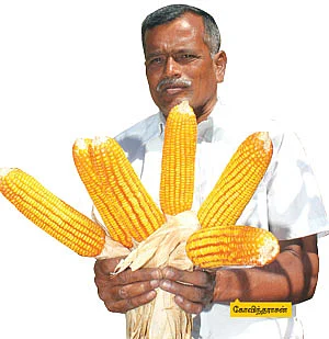 ஏக்கருக்கு 40 குவிண்டால்....