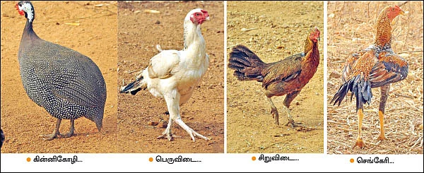 800 கோழிகள்... மாதம் ரூ. 50,000 லாபம்! - படித்துக்கொண்டே பண்ணை நடத்தும் இளைஞர்!