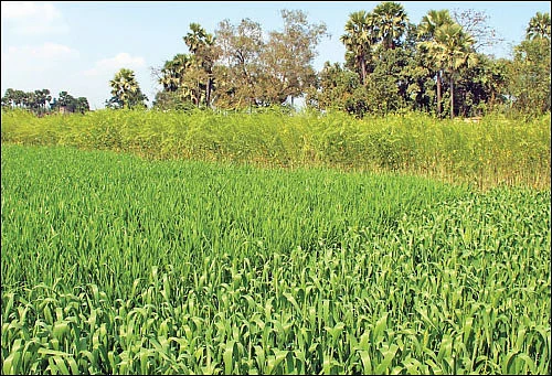 பாரம்பர்ய பயிர்களைப் பாதுகாக்கும் பன்னாட்டு அமைப்பு!
