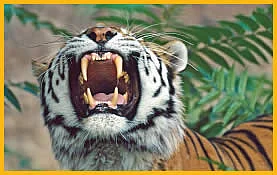 2 லட்சம் கோடிக்கு அதிபதி நீங்கள்! - ஹாய் மதன்-கேள்வி பதில்