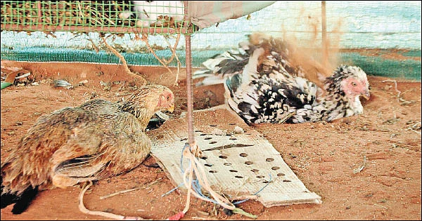 நம்பிக்கை தரும் நாட்டுக்கோழி வளர்ப்பு! - 25 சென்ட் நிலம்... ஆண்டுக்கு ரூ 3 லட்சம்
