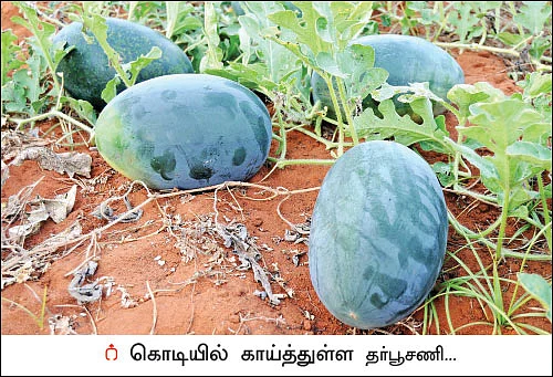 தாராள வருமானம் தரும் தர்பூசணி! - ஒரு ஏக்கர்... 75 நாள்கள்... ரூ 1.7 லட்சம் லாபம்!