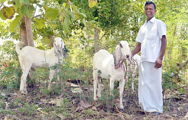 அருமையான லாபம் கொடுக்கும் ஆட்டுக்கிடா வளர்ப்பு..!