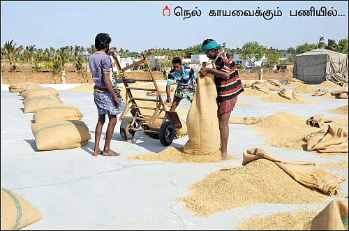 விதைநெல் உற்பத்தியில் தடம் பதிக்கும் தாராபுரம்...