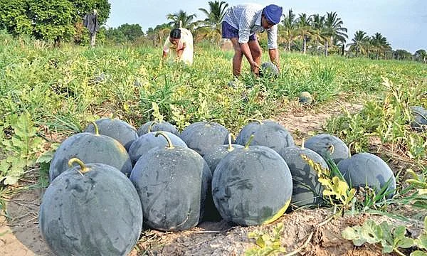 கோவா தர்ப்பூசணியும் இந்தியக் கல்விமுறையும்! - மனோகர் பாரிக்கர் சொன்ன குட்டிக் கதை!
