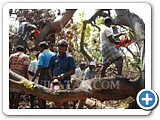 மரம் வெட்டி, நிலத்தைச் சுத்தப்படுத்திக்கொடுக்கும் திட்டம் - நடுத்திட்டு கிராமம்