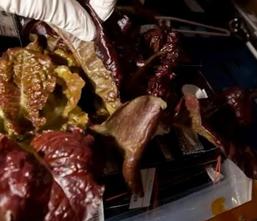 விண்வெளியில் விவசாயம்; சாதித்துக் காட்டிய நாசா!