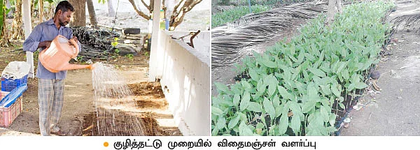 மஞ்சளுக்கு குழித்தட்டு நாற்று... ஏக்கருக்கு 15 டன் கூடுதல் மகசூல்!
