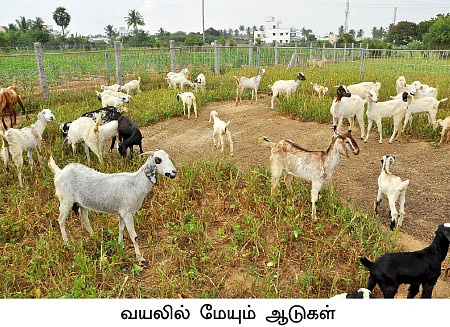ஆடு, மாடு, கோழி, பட்டுப்புழு...