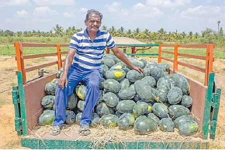 இயற்கை தர்பூசணி...