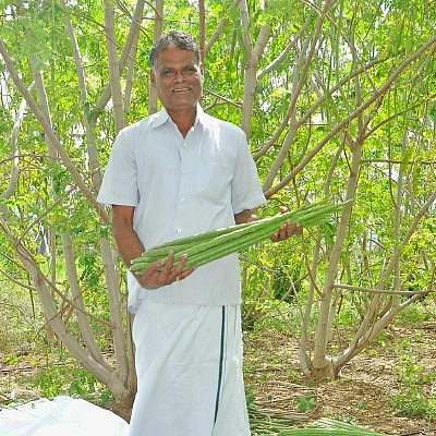 முத்தான வருமானம் கொடுக்கும் முருங்கை!