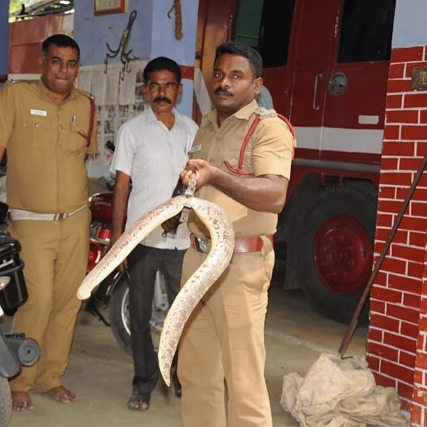 சப் ஜெயிலுக்குள் நுழைந்த பாம்பு; பதறியடித்து ஓடிய போலீஸார்! - ஈரோடு சிறையில் நிகழ்ந்த சம்பவம்