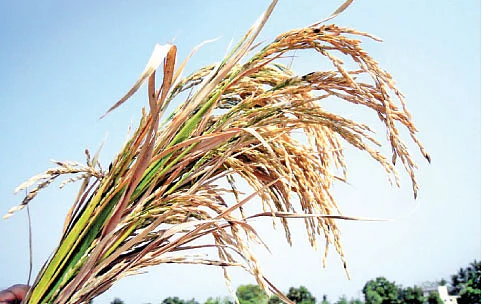 அக்ஹோனி போரா...