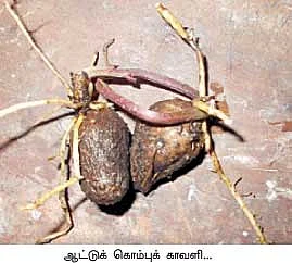 காவளிக் கிழங்கு...