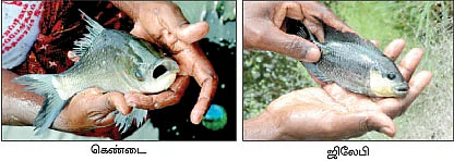 5 சென்ட் குளம்... 8 மாத காலம்... 1,25,000 லாபம்...