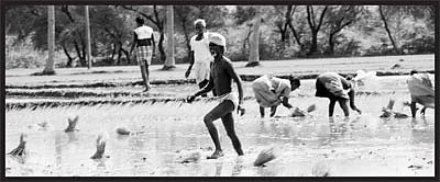 அல்லல் விவசாயிகள்