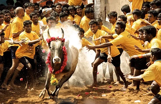 Can the Tamil Nadu government pass an Ordinance to allow Jallikattu to go on?