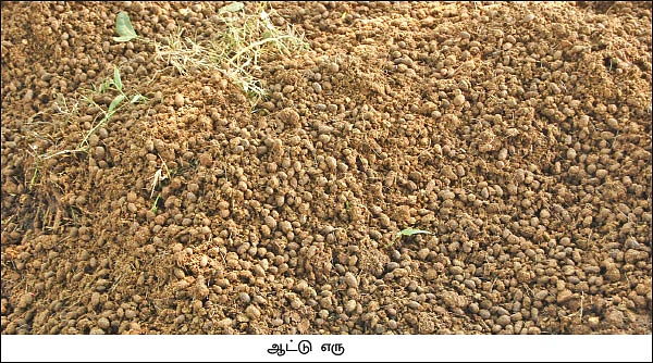 மானாவாரியில் விளைந்த வரகு! - பள்ளி ஆசிரியரின் இயற்கைச் சாகுபடி!