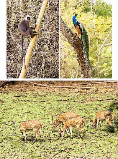 பச்சை சொர்க்கம் பரம்பிக்குளம்! - விருத்தாசலம் to பரம்பிக்குளம்
