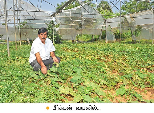 12 ஏக்கரில் 17 லட்சம் வருமானம்...