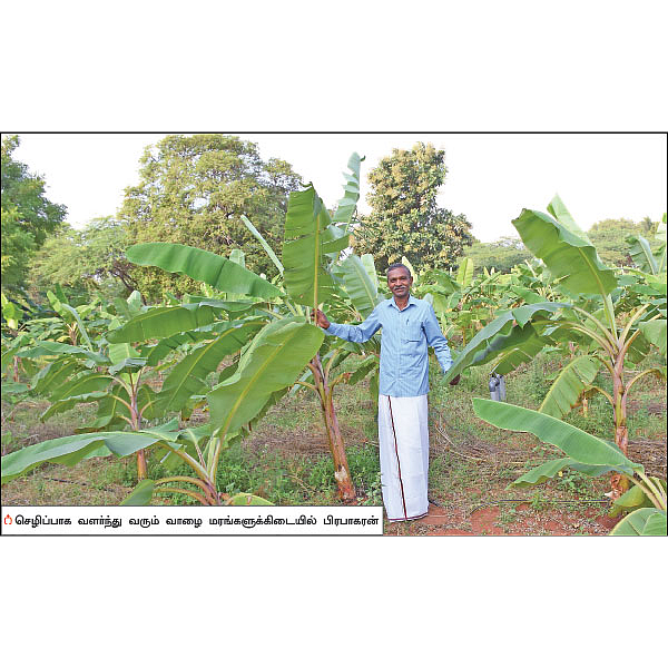 வாரிக்கொடுக்கும் இயற்கை வாழை! - பேராசிரியரின் ஓய்வுக்கால விவசாயம்...