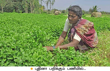 மணக்கும் புதினா... துளிர்க்கும் வருமானம்..!