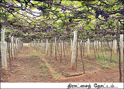 சவால் விட்ட ரசாயனம்... சாதிக்க வைத்த ஜீரோ பட்ஜெட்...