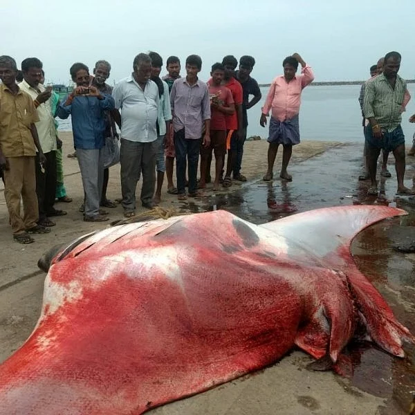 மீன்பிடித் தடைக் காலம் நீங்கியது... ராட்சத மீன்களைப் பரிசளிக்கும் கடல் மாதா!