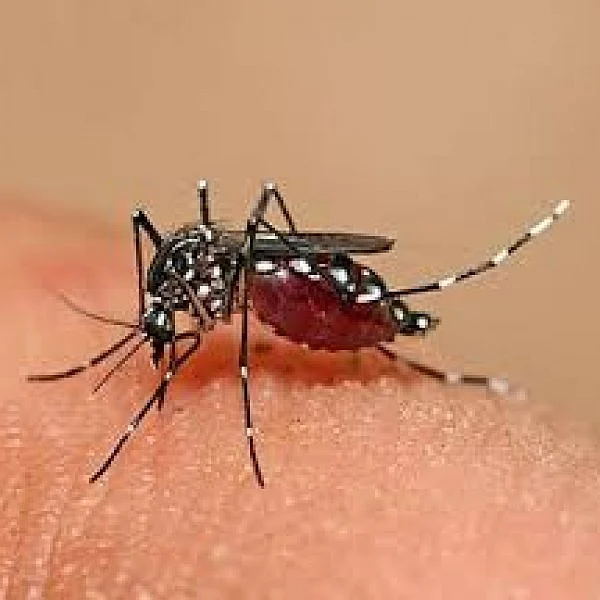 நெல்லை மாவட்டத்தில் 50 பேருக்கு டெங்கு அறிகுறி!