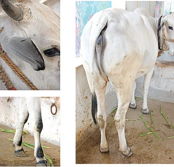 குறைந்த பராமரிப்பில் அதிக வருமானம்... ஒப்பில்லாத ஓங்கோல் மாடுகள்!