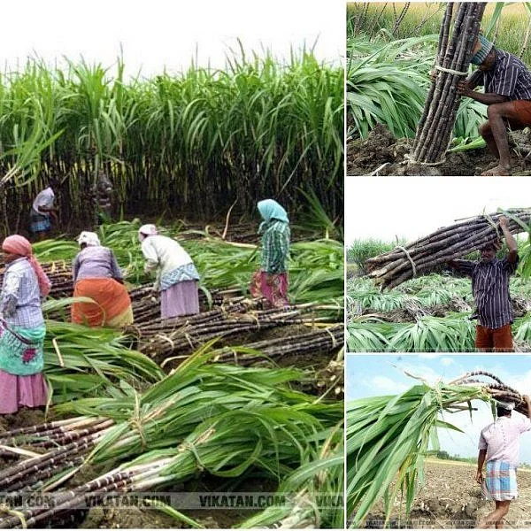 கரும்புத் தோட்ட வேலைக்காகப் பெண்களின் கர்ப்பப்பைகளை நீக்கும் கான்ட்ராக்டர்கள்! - அதிர்ச்சித் தகவல் அம்பலம்