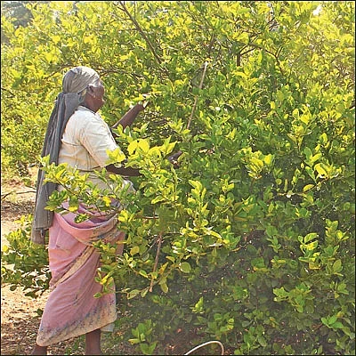 நீங்கள் கேட்டவை: ‘‘4 ஆண்டுகள் கடந்தும்... காய்ப்புக்கு வராது ஒட்டுரகச் செடிகள்?’’
