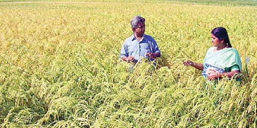 இயற்கையிலும்கலக்கும் நவீனரகம்...