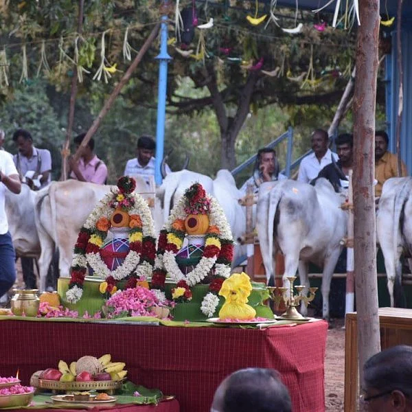 600 நாட்டு மாடுகள்; 60 குதிரைகள்... களைகட்டிய கொங்கு கால்நடைத் திருவிழா!